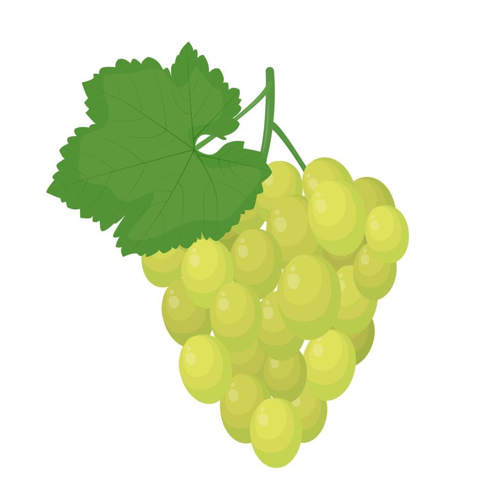 Grüne Weintraube mit einer Blattillustration, die auf einem weißen Hintergrund lokalisiert wird vektor