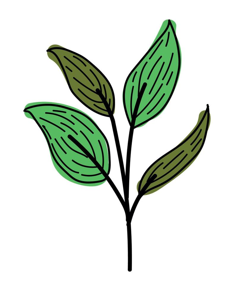 gren med blad växt vektor