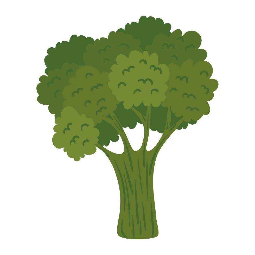 frisches Brokkoli-Gemüse vektor