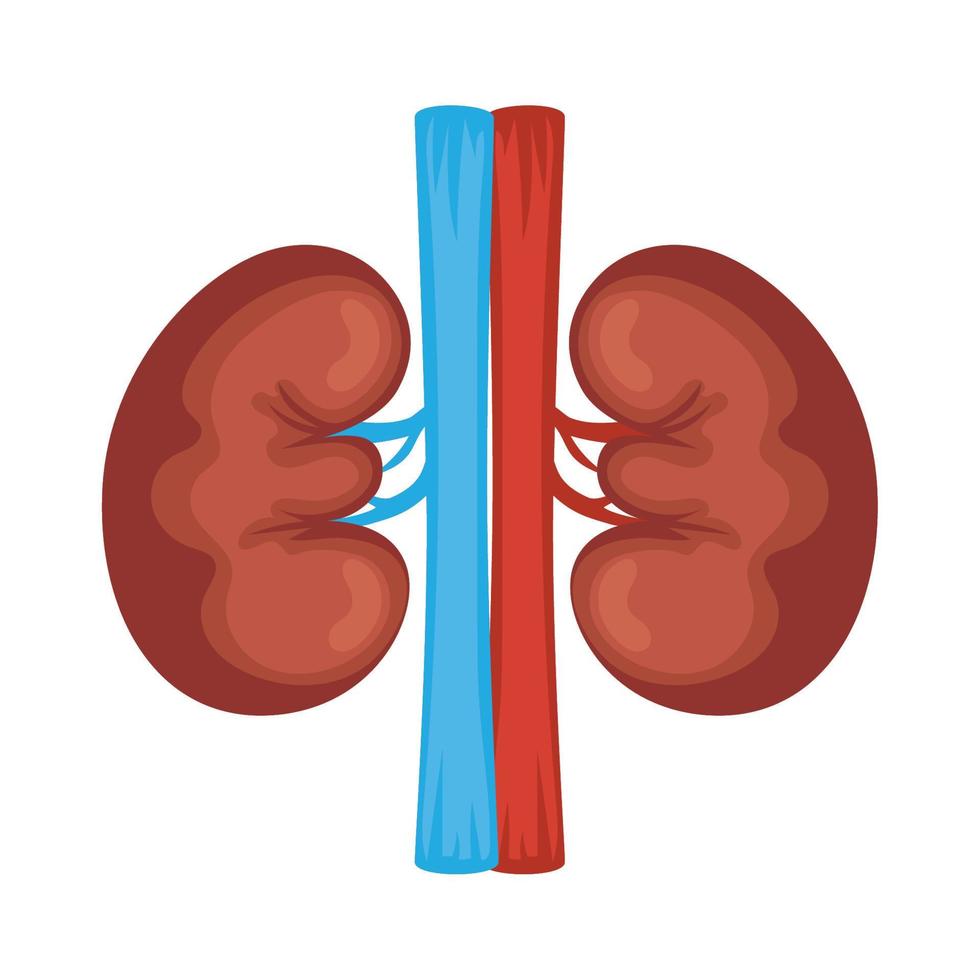 mänskliga njurorgan vektor