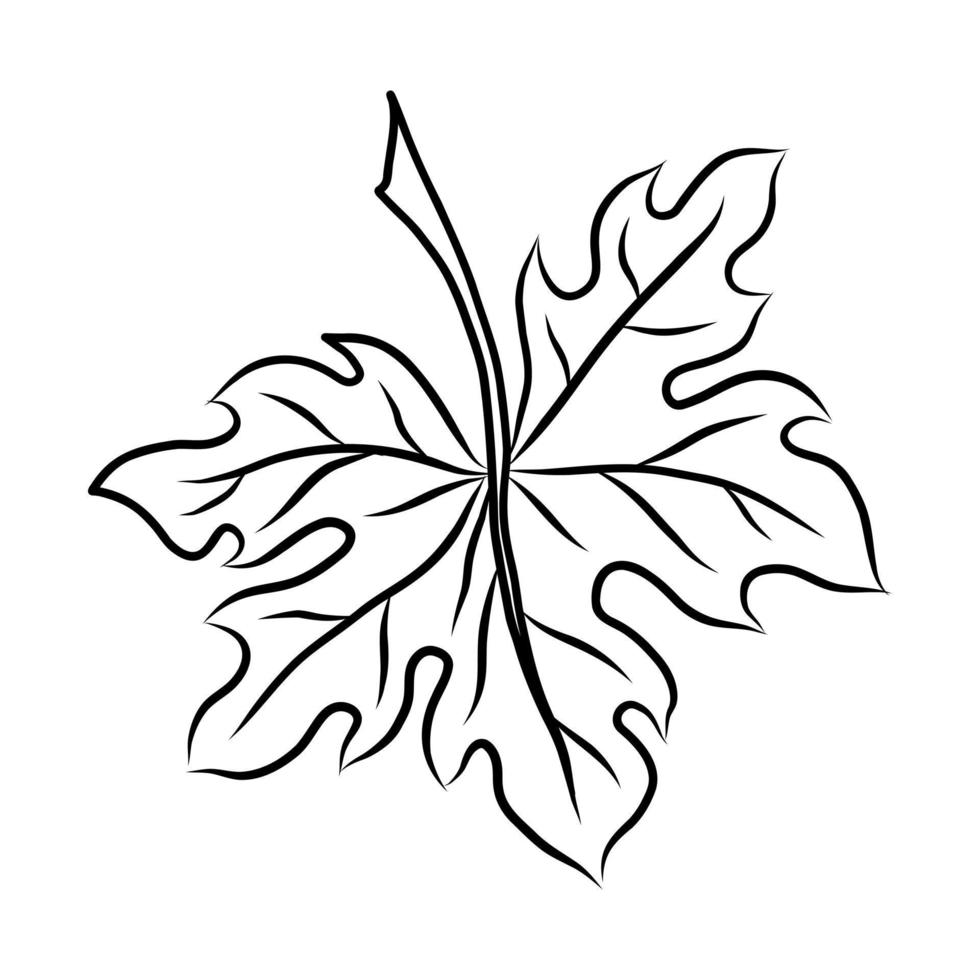 schwarze Vektordarstellung eines Ahornblattes isoliert auf weißem Hintergrund vektor