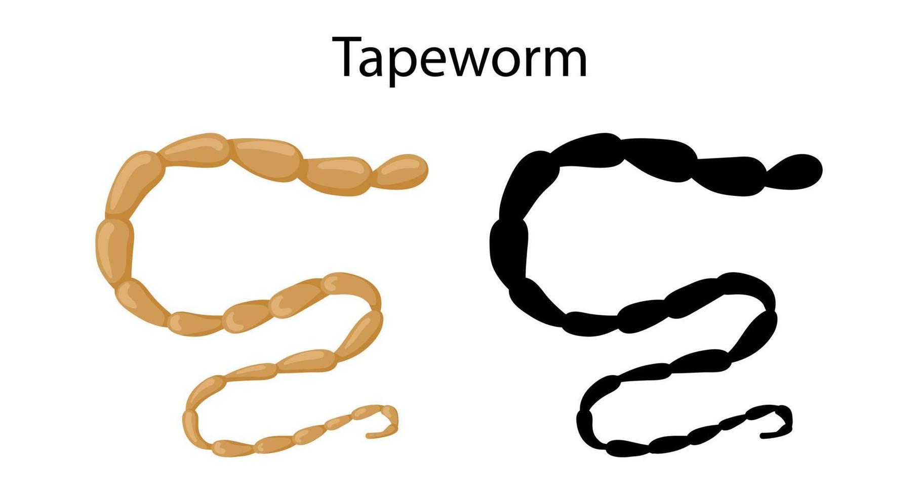 Parasiten Würmer bei Haustieren Bandwurm vektor