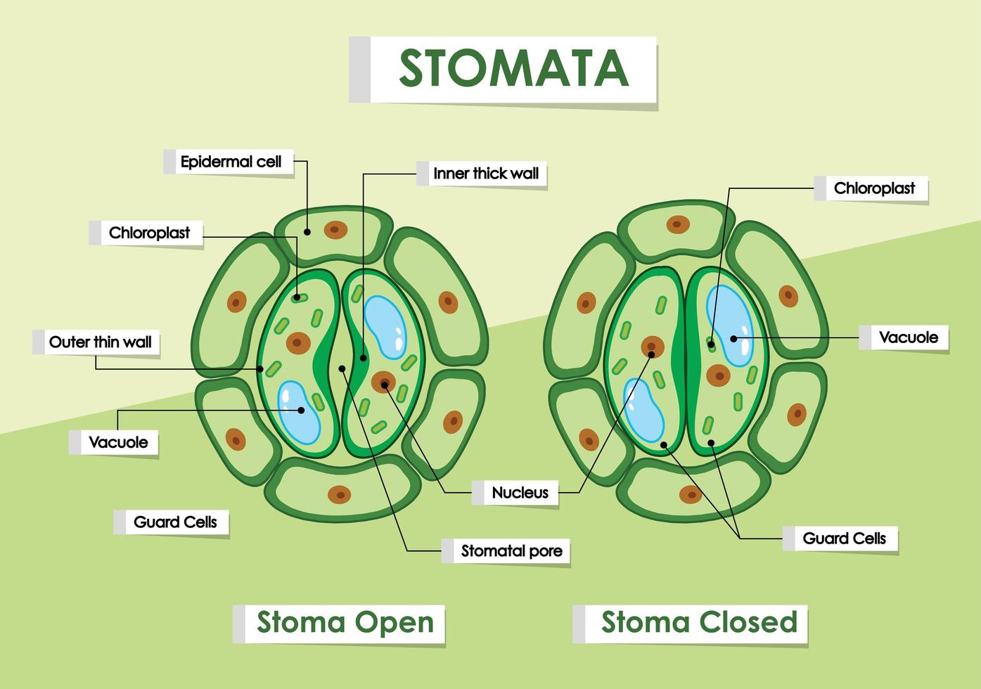 diagram över grön växtstomata vektor