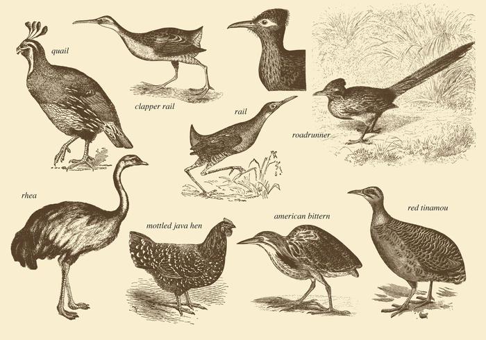 Fluglose Vögel Zeichnungen vektor