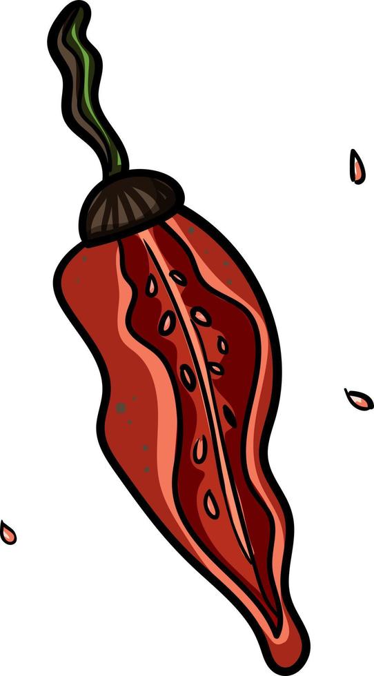röd chili peppar med frön vektor