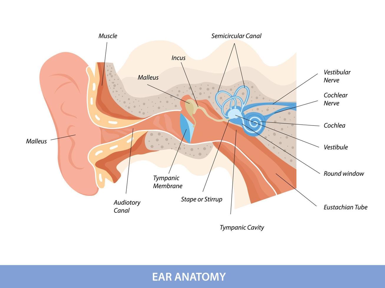 Anatomisches Diagramm der menschlichen Ohrstruktur vektor