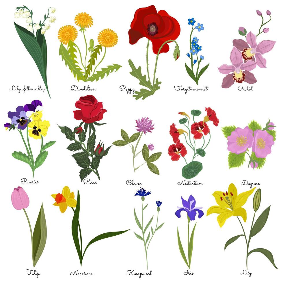 Reihe von Blumen mit Namen isoliert auf weißem Hintergrund. Vektorgrafiken. vektor