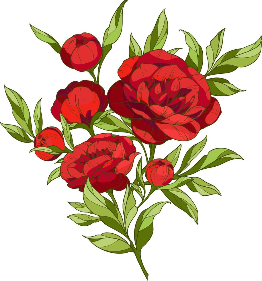 bukett av ljus röd pioner, blommor med löv och knoppar. vektor illustration