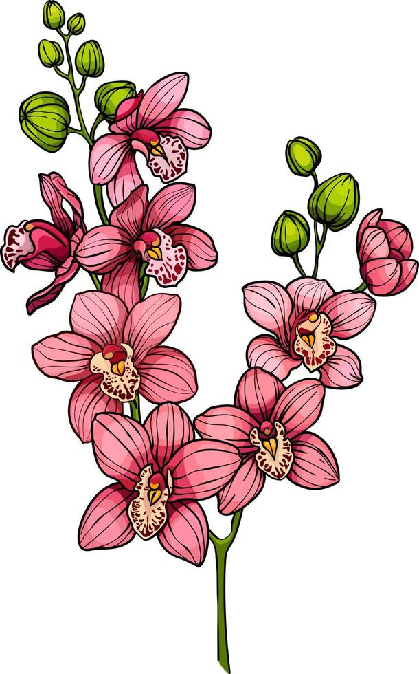 Zweig mit rosa Orchideenblüten, Vektorfarbe blühender Orchideenzweig isoliert auf weißem Hintergrund vektor