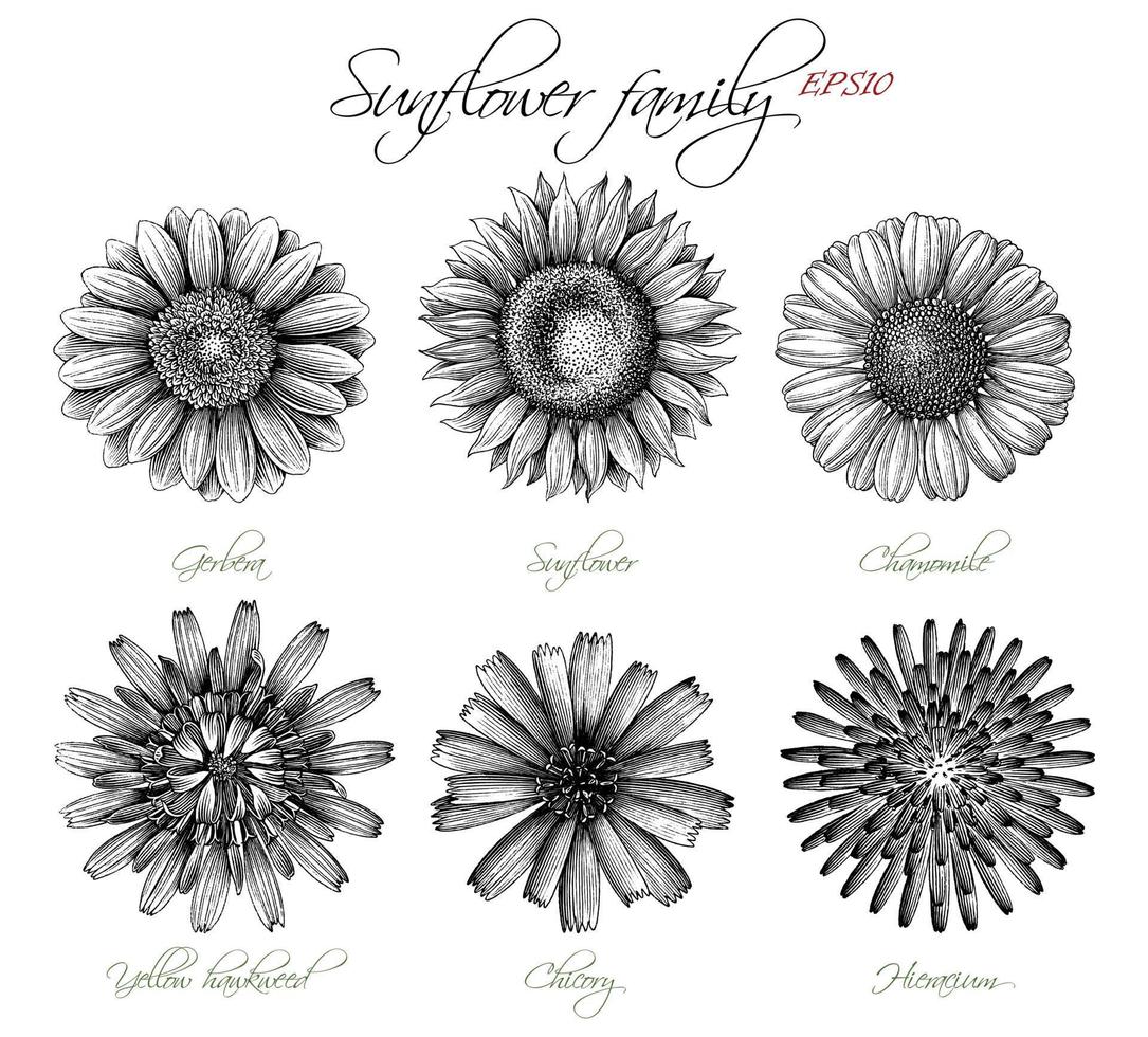 sonnenblume familie botanische hand zeichnen vintage gravurstil vektor