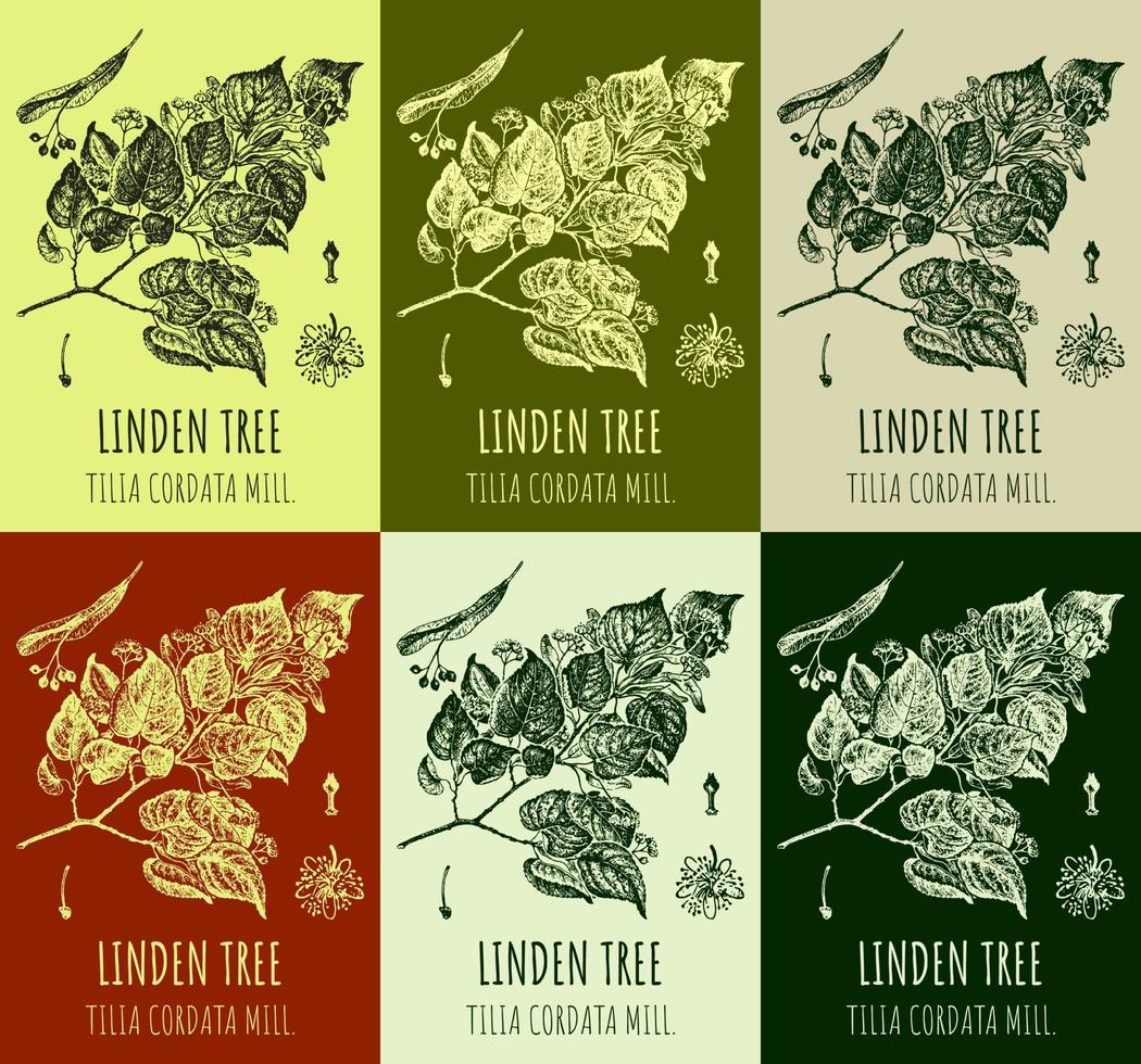 uppsättning av vektor teckning av lind träd i olika färger. hand dragen illustration. latin namn tilia cordata kvarn.
