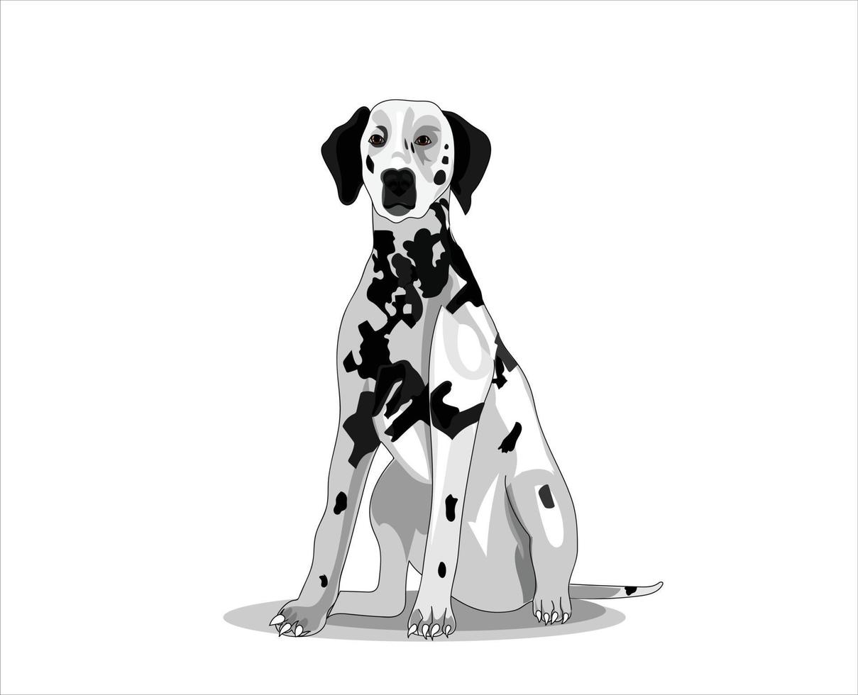 Dalmatiner-Hund-Vektor-Illustration-Front-Pose vektor