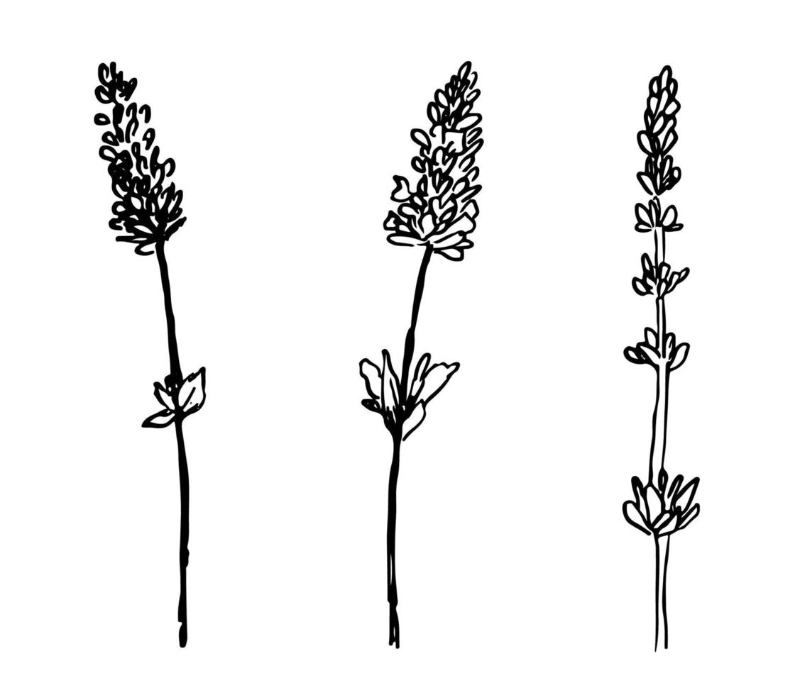 Reihe von Lavendelblüten Silhouette. sammlung von wildblumenpflanzen im skizzenstil. vektorillustration lokalisiert auf weiß vektor