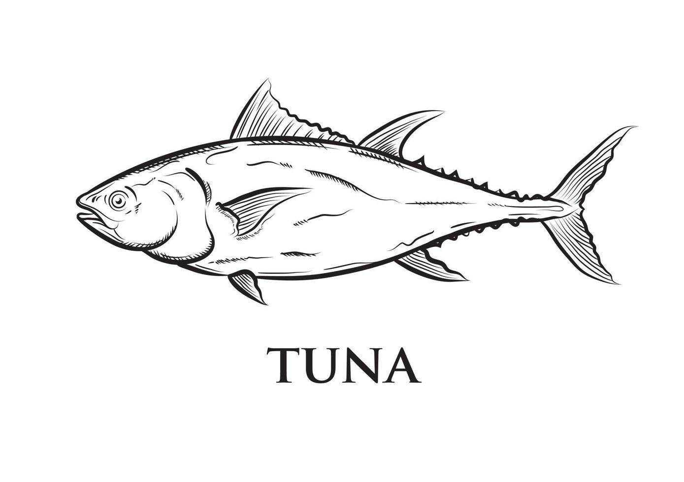 Vektorzeichnung schwarzer Thunfisch auf weißem Hintergrund vektor