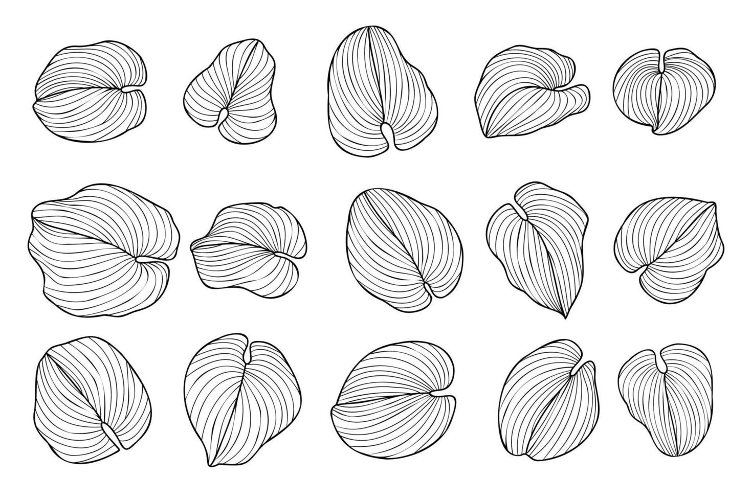 hosta sieboldiana eller funkia sina tropisk löv uppsättning, exotisk hand dragen bläck blad med kurvig rader sommar växt botanisk vektor illustration för estetisk mönster bakgrund mallar