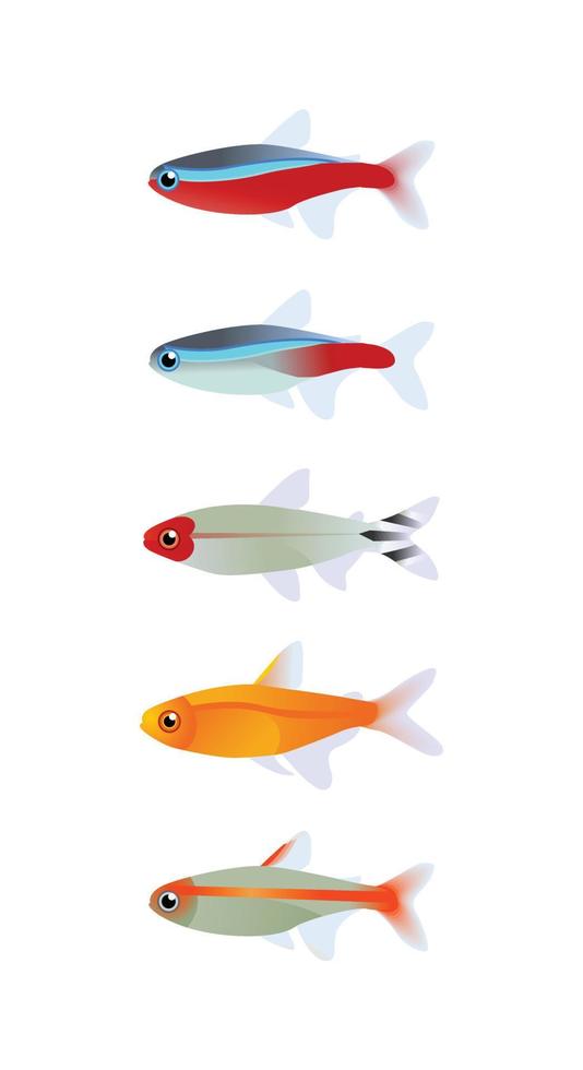 Tetra-Fisch-Vektordesign, Kardinal, Neon, Rummy-Nase, Glut, Glowlight-Tetra. Aquarienfische vektor