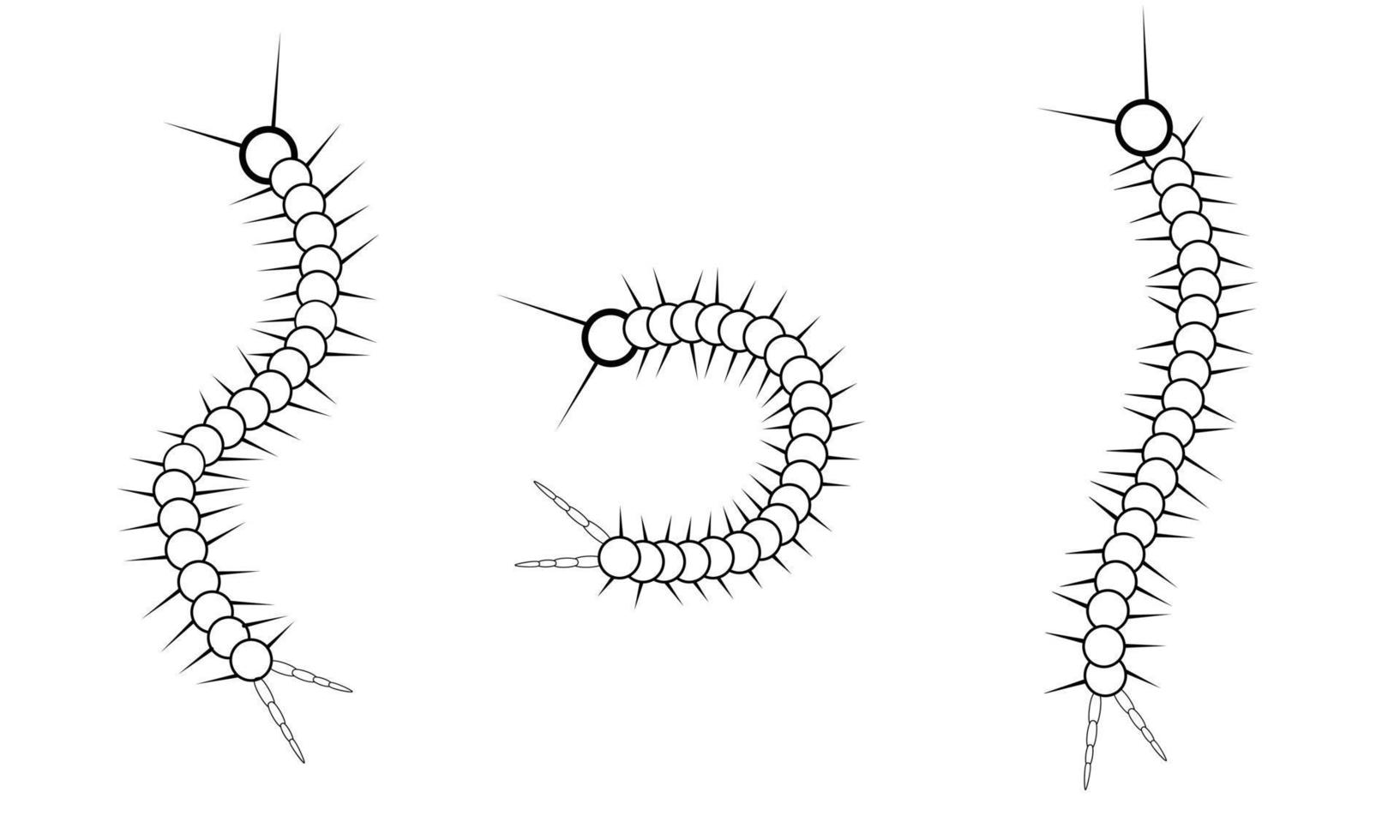 satz von scalapendra isoleted auf weißem hintergrund in unterschiedlicher pose in der hinteren weißen vektorillustration vektor