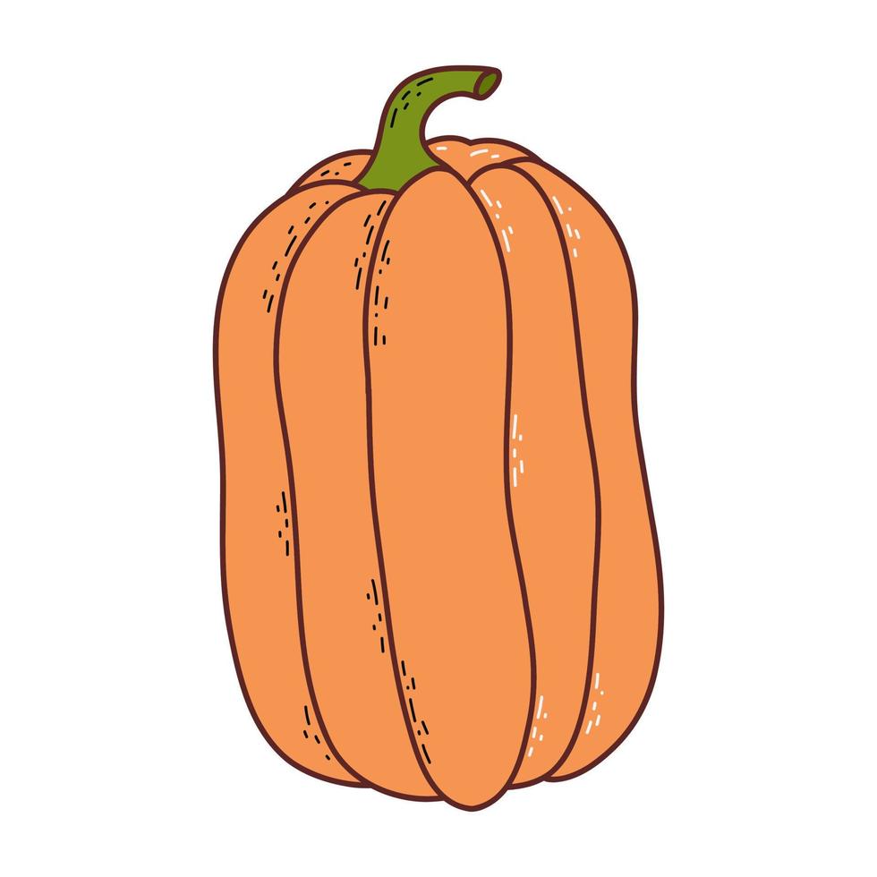 süßer Kürbis. Thanksgiving und Halloween-Element. vektorillustration im handgezeichneten stil vektor