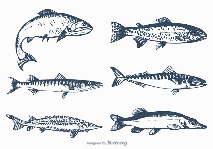 Free Vector Süßwasserfisch Set