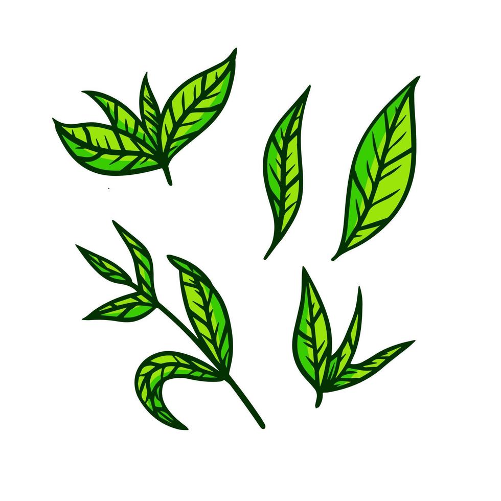 te blad. grön växt. uppsättning av ritad för hand naturlig element. tecknad serie illustration vektor