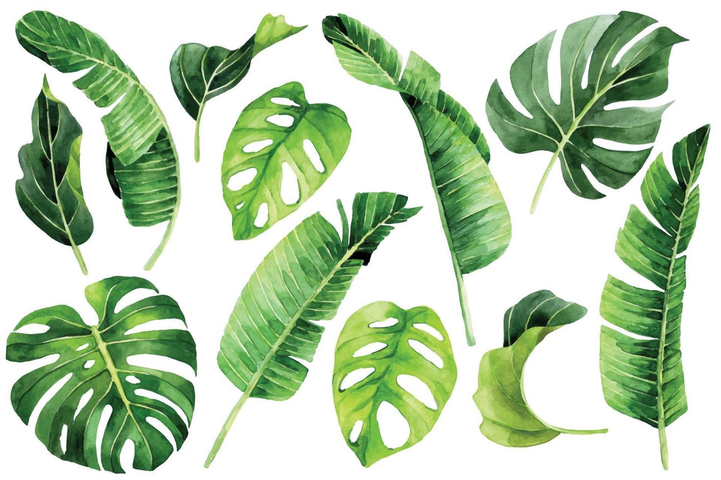 vattenfärg teckning. tropisk löv uppsättning. grön löv av handflatan, monstera, banan, regnskog växter vektor