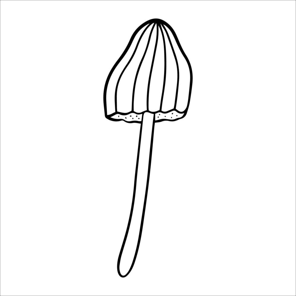 giftige Pilze, Fliegenpilz, ungenießbarer giftiger Pilz, Fliegenpilz, weißer Fliegenpilz. isolierte handgezeichnete Doodle-Illustration auf weißem Hintergrund. trankzutat, magie, halloween vektor