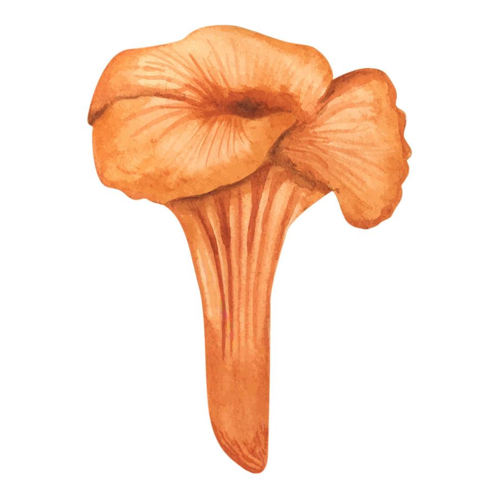 illustration av kantarell svamp, grafisk Färg platt teckning med rader, friska organisk mat, vegetarian mat färsk svamp isolerat på vit bakgrund vektor