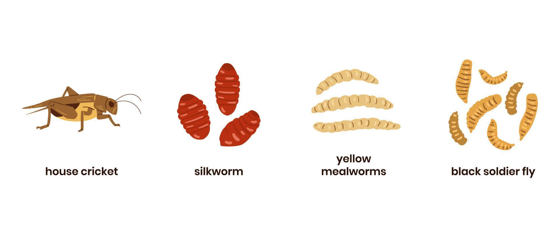 ätlig insekter uppsättning. hus syrsor, silkesmaskar, svart soldat flyga vektor illustrationer isolerat på vit.