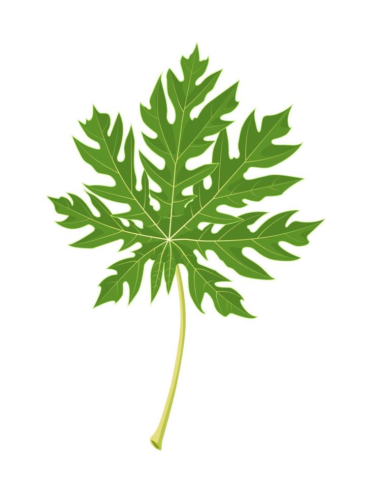 vektor illustration, papaya blad isolerat på vit bakgrund.