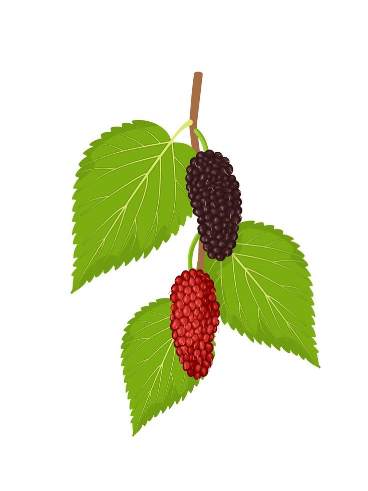 vektor illustration, mullbär frukt med grön löv, isolerat på vit bakgrund.