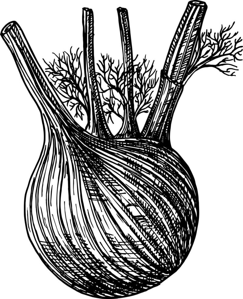 Fenchel. Vektor handgezeichnete grafische Illustration. Tinten-Fenchel-Kräuter-Illustration. handgezeichneter botanischer skizzenstil