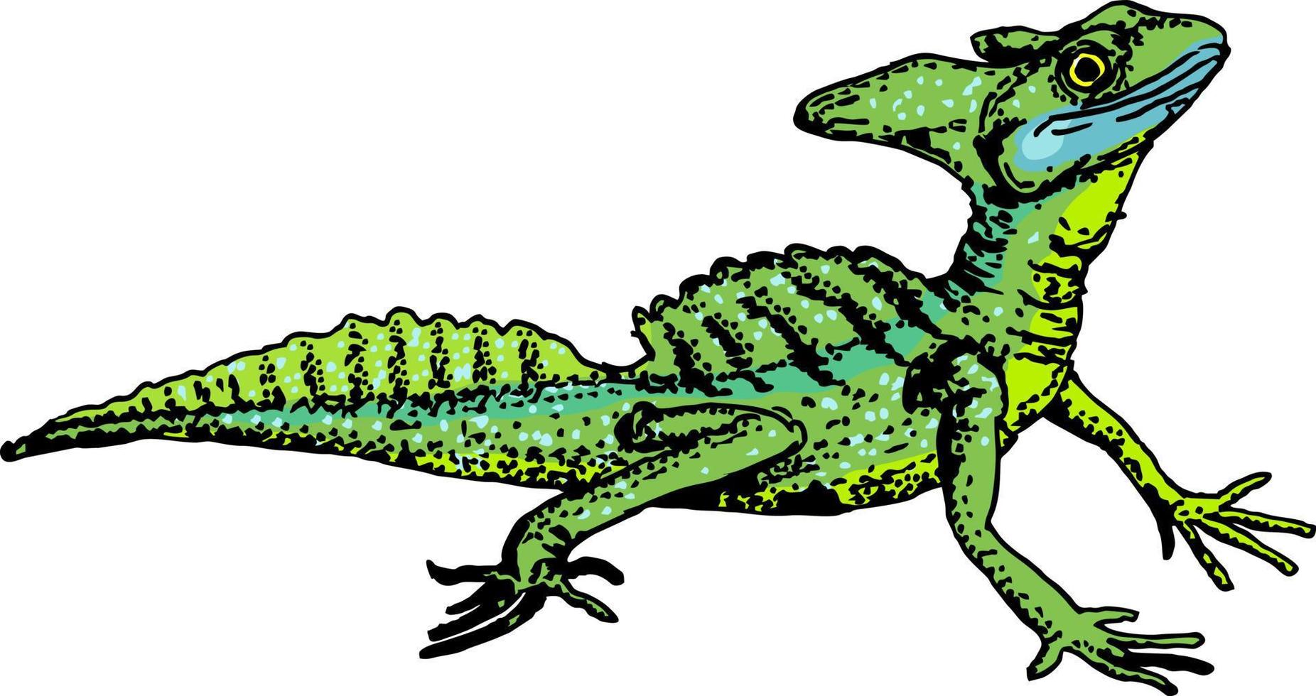 basilisk basiliscus mitratus. ödla hand dragen grafisk isolerat skiss på vit bakgrund. reptil. Färg illustration. vektor