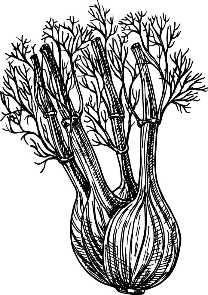 fänkål. vektor hand dragen grafisk illustration. bläck fänkål ört- illustration. hand dragen botanisk skiss stil