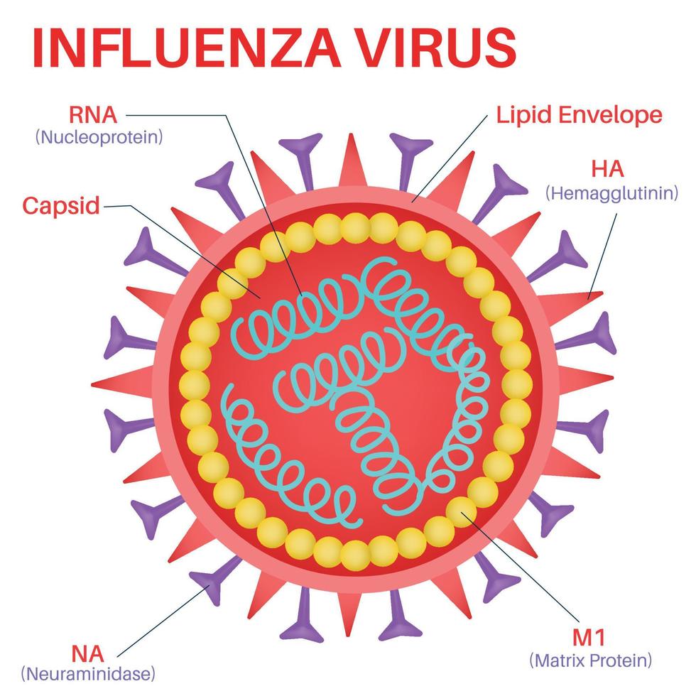 strukturera av de influensa virus. vektor