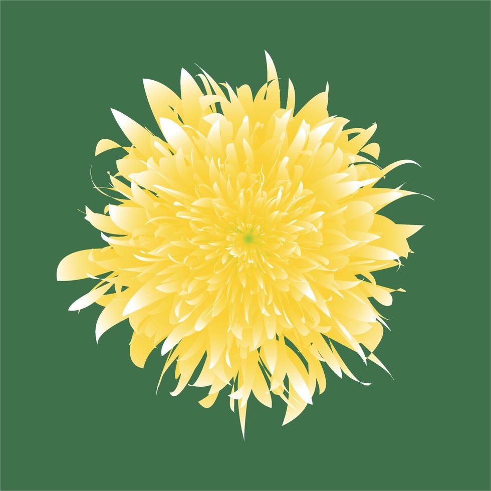 Calendula-Vektor-Illustration isoliert. gelbe Chrysantheme auf grünem Hintergrund. vektor