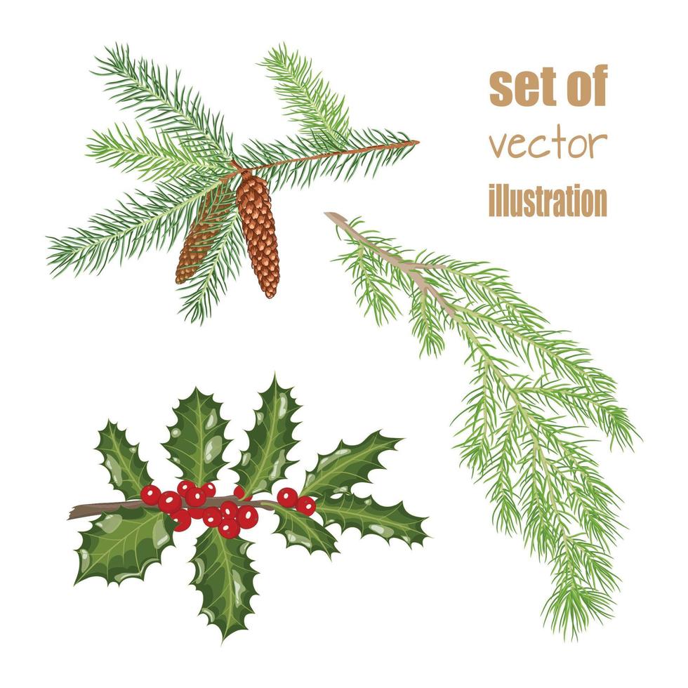 jul gren av järnek med löv och bär, grenar av gran med koner och enbär. vektor illustration.
