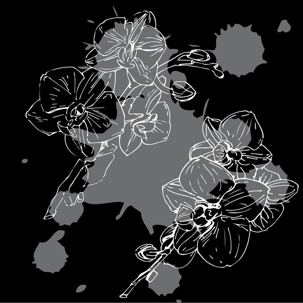 vektor blomma av orkide. bläck illustration isolerat.