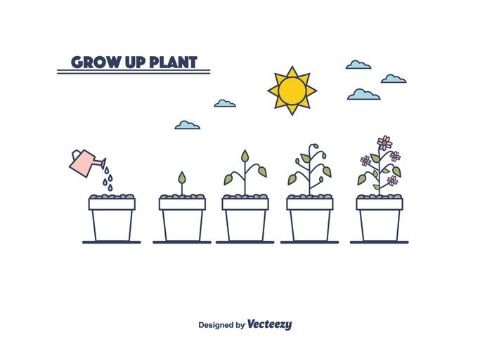 Pflanzenwachstum Zyklus Vektor