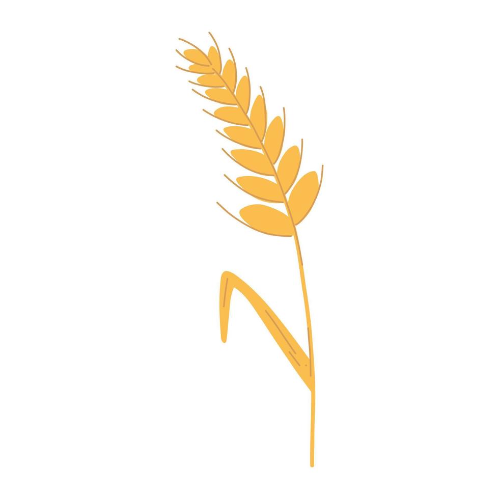 Weizenährchen mit Körnern im flachen Cartoon-Stil. Vektorillustration von Getreidekörnern, Roggenohren, vegetarischen Bio-Lebensmitteln für Backwaren, Mehlproduktion oder Verpackungsdesign vektor