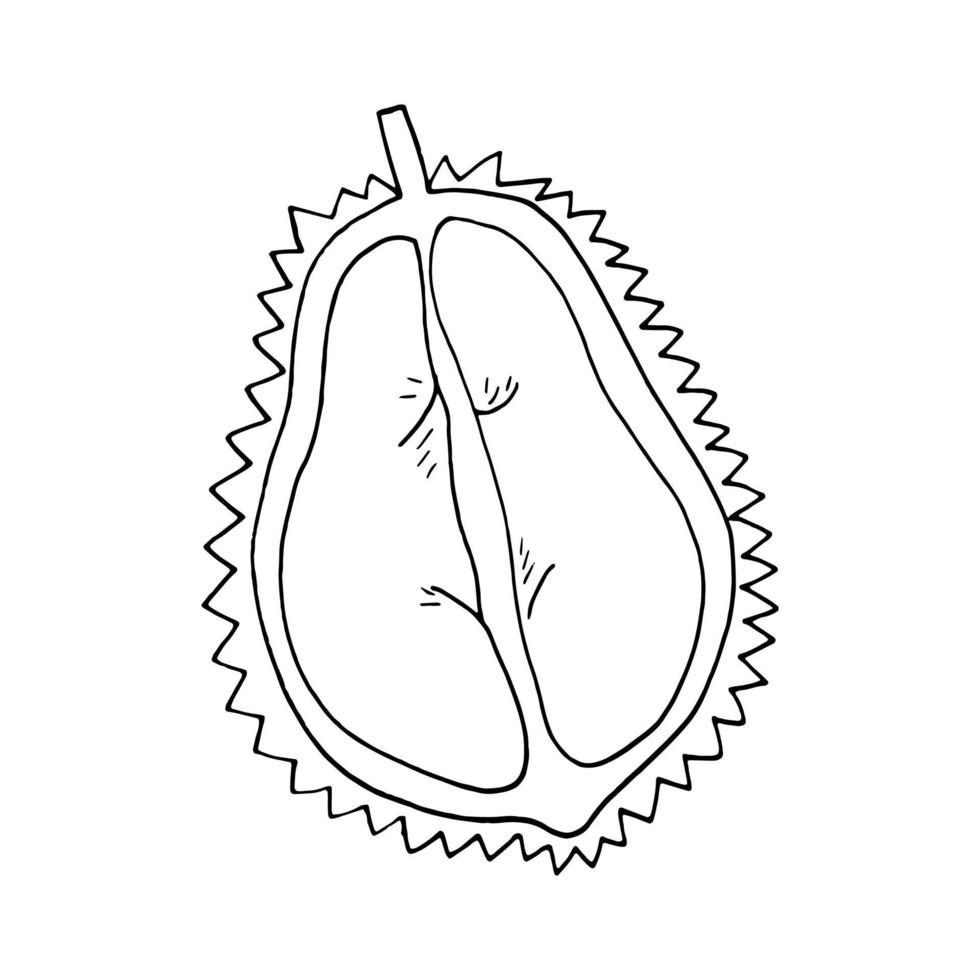 Durian-Frucht halb handgezeichnet im Doodle-Stil. Symbol, Aufkleber, Menü vektor