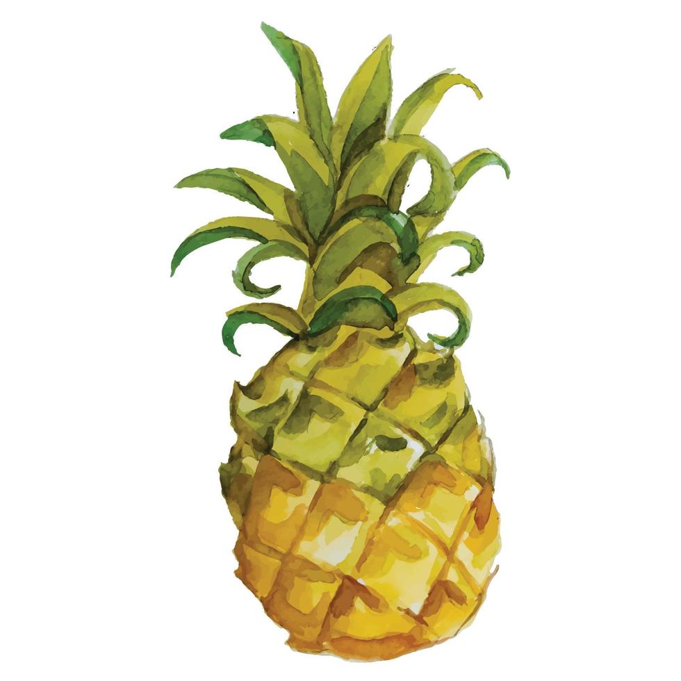 Ananas-Aquarell-Illustrationen von Hand zeichnen vektor