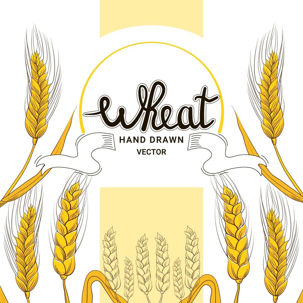 vete skörda i hand dragen stil med text för bageri affär design på vit bakgrund, spannmål Produkter, mat baner vektor
