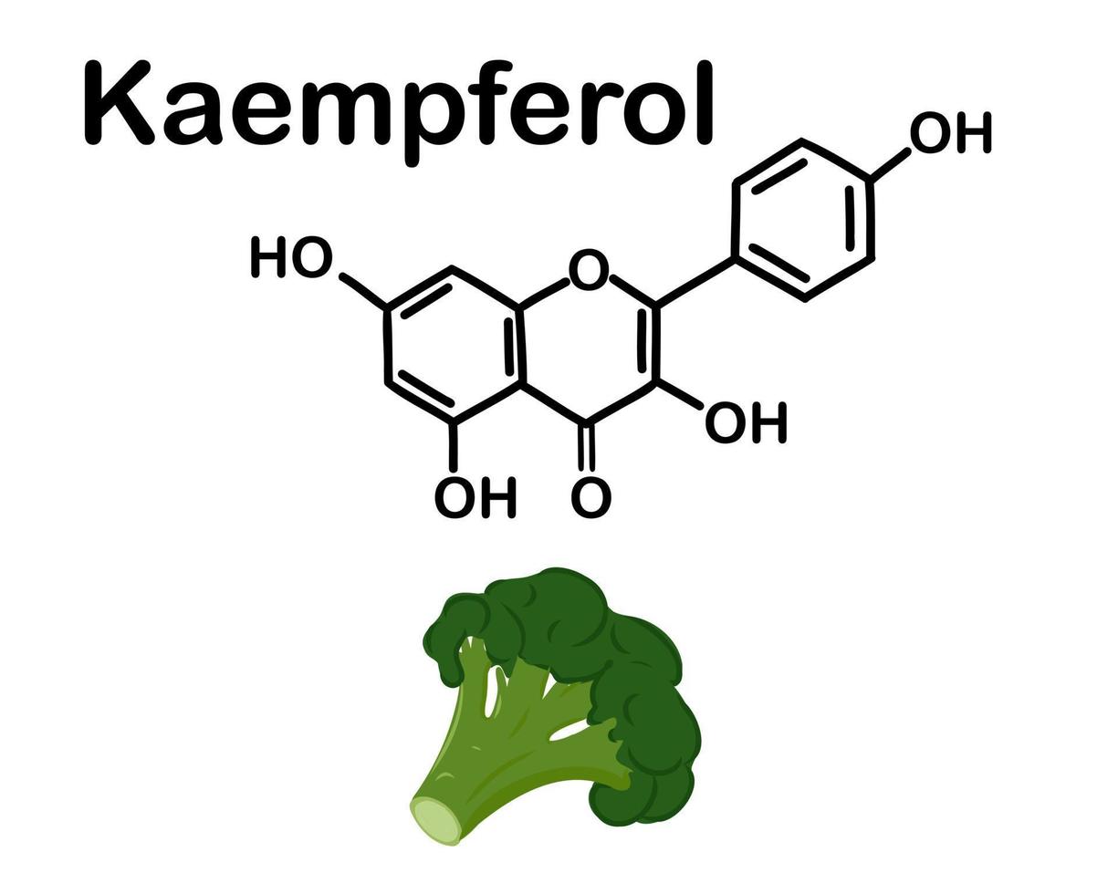 färsk huvud av broccoli och kaempferol är en naturlig flavonol, en typ av flavonoid. kemisk strukturera av kaempferol . vektor