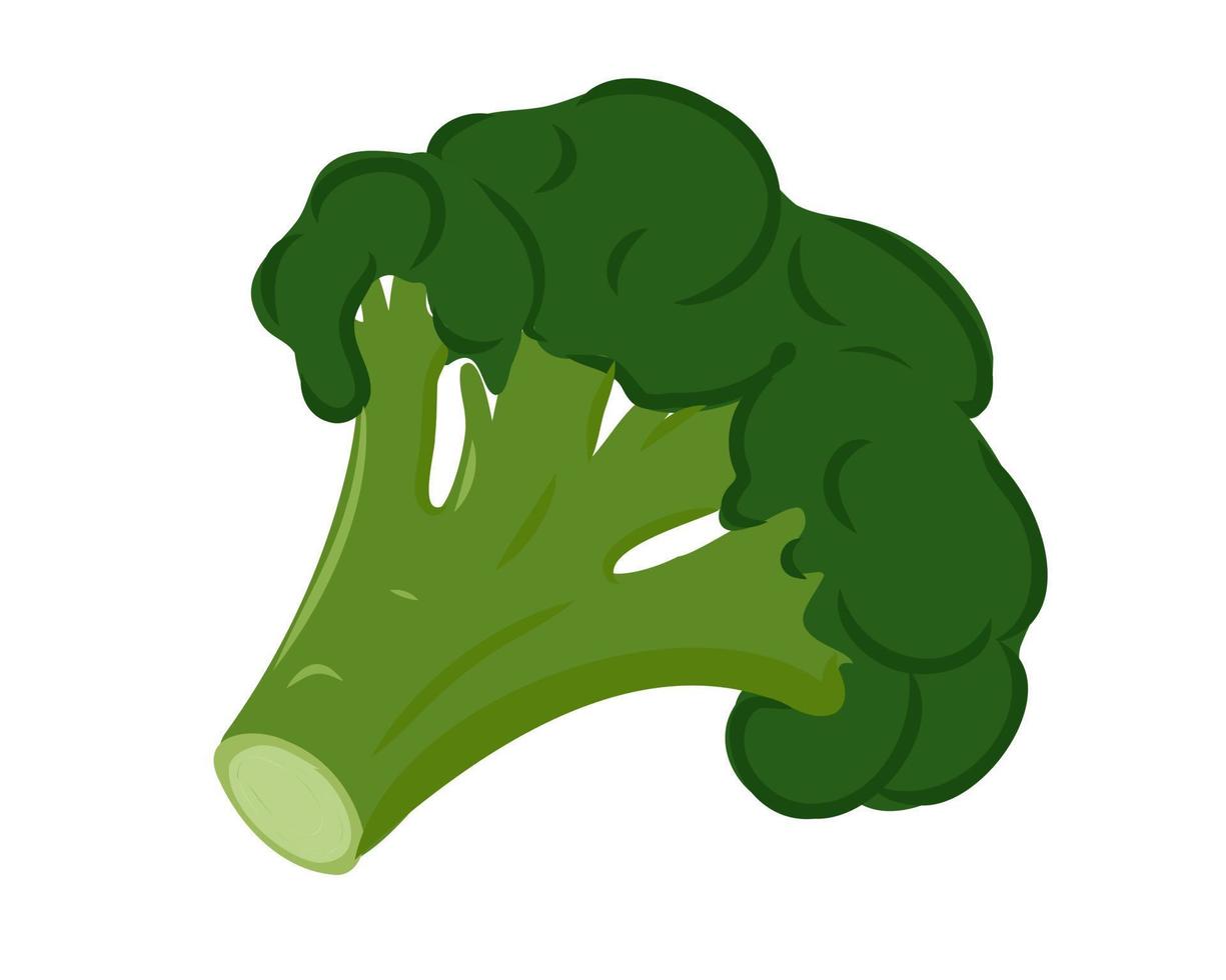 färsk huvud av broccoli isolerat på vit bakgrund. vektor