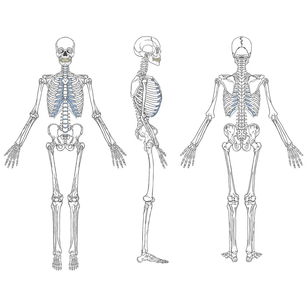 Zeichnungssatz des menschlichen Skeletts vektor