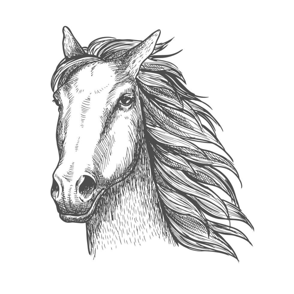 Rennpferd-Hengstskizze für Pferderennen-Thema vektor