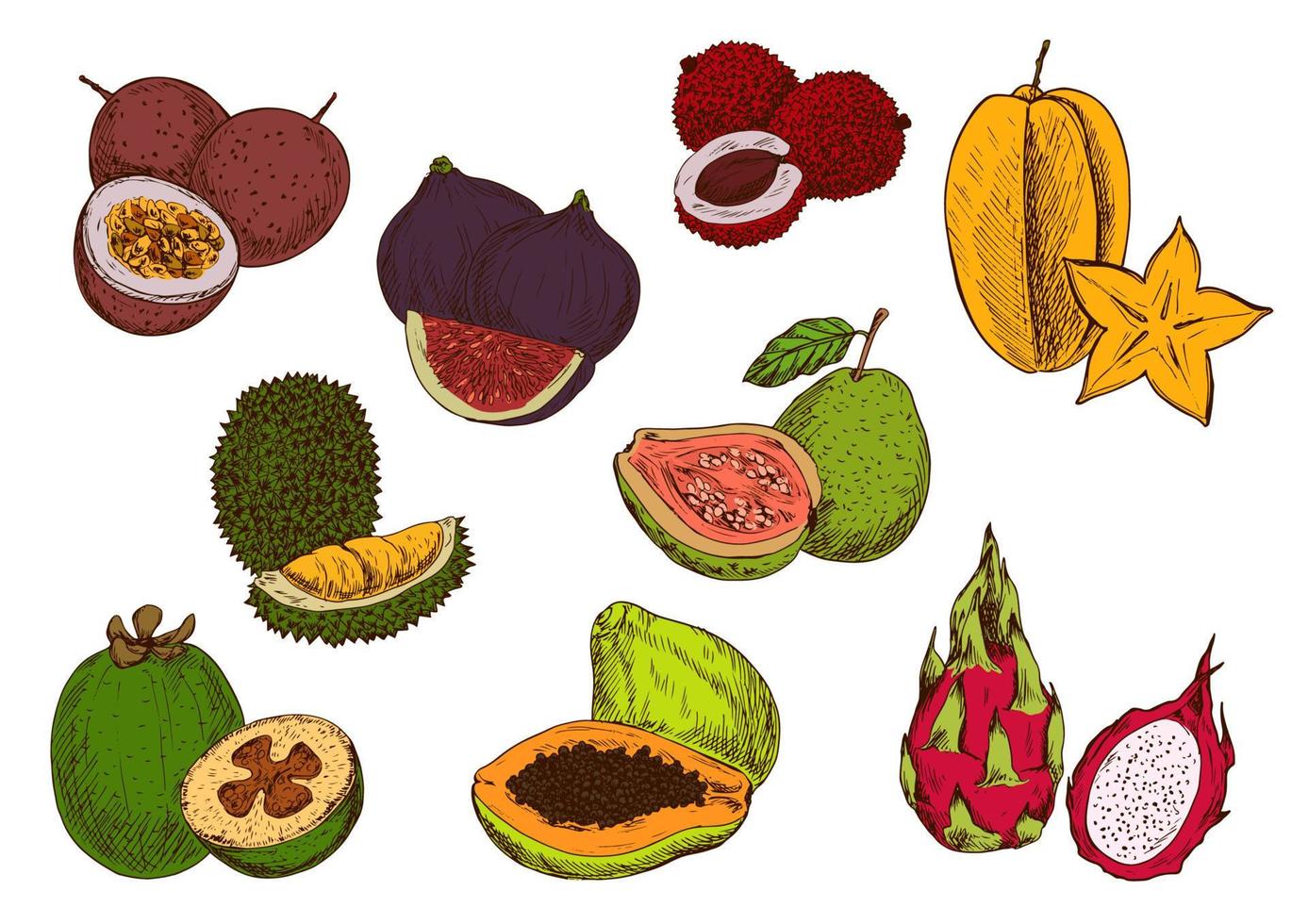 färsk tropisk frukt skiss ikoner vektor