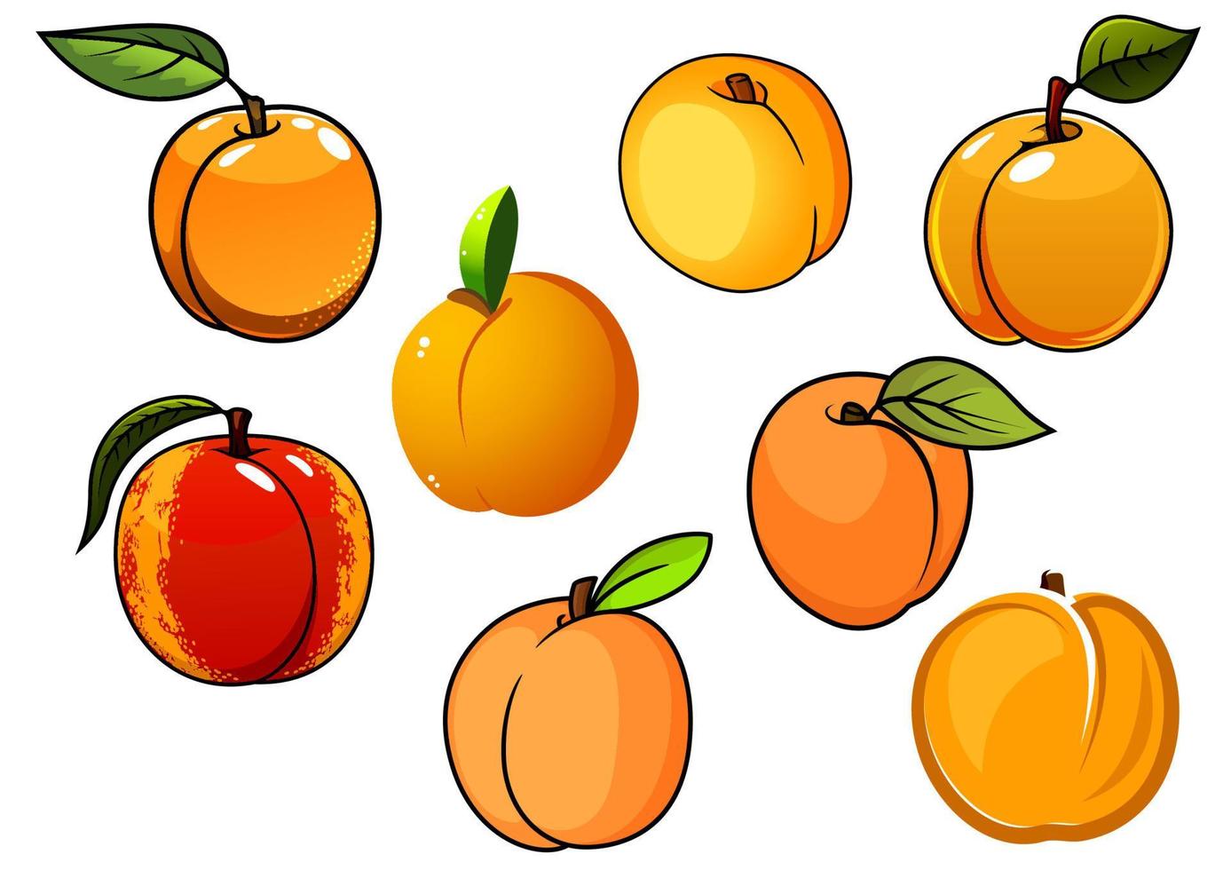 isolierte orange süße aprikosenfrüchte vektor