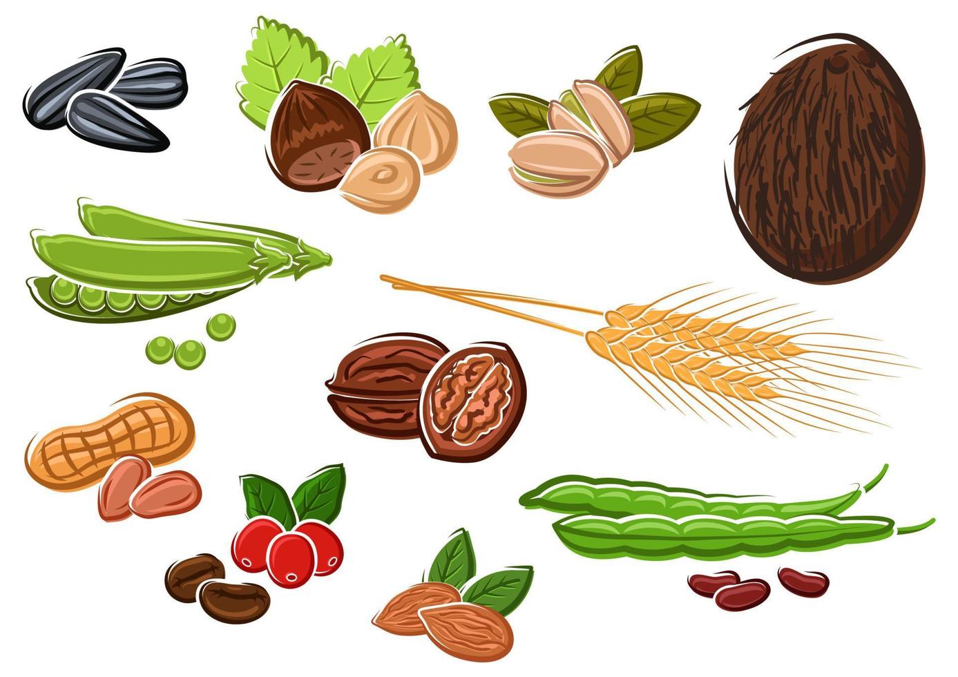 appetitanregende Nüsse, Bohnen, Samen und Weizen vektor