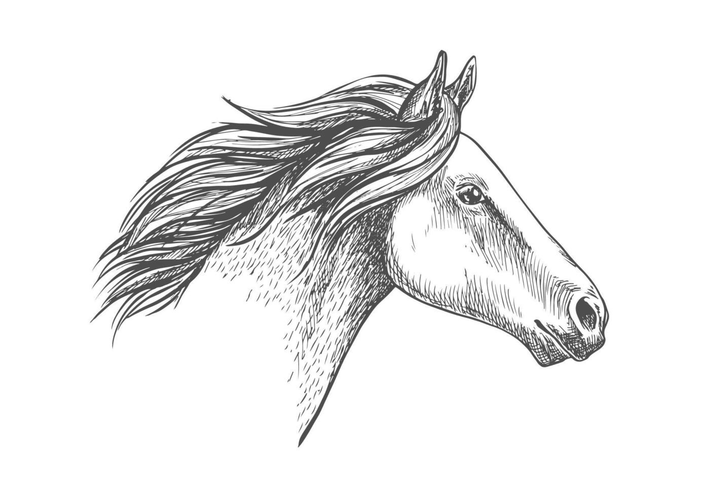 vit häst penna skiss porträtt vektor